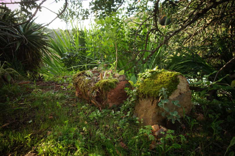  Installation : Adobe wall, plantes, compost, tree, moss, flowers. Portugal. 2015.
This is the first small art-work is in south Portugal in a farm in the Arqueta Valley, Monchique. This land art installation is made of one little tree ( medlar) that was present in the garden and was planted as a seed. The box is made of adobe and it contains plants and is covered by moss. South of Portugal is very dry so this installation has been made under a carob tree to show the collaborative behavior of trees.