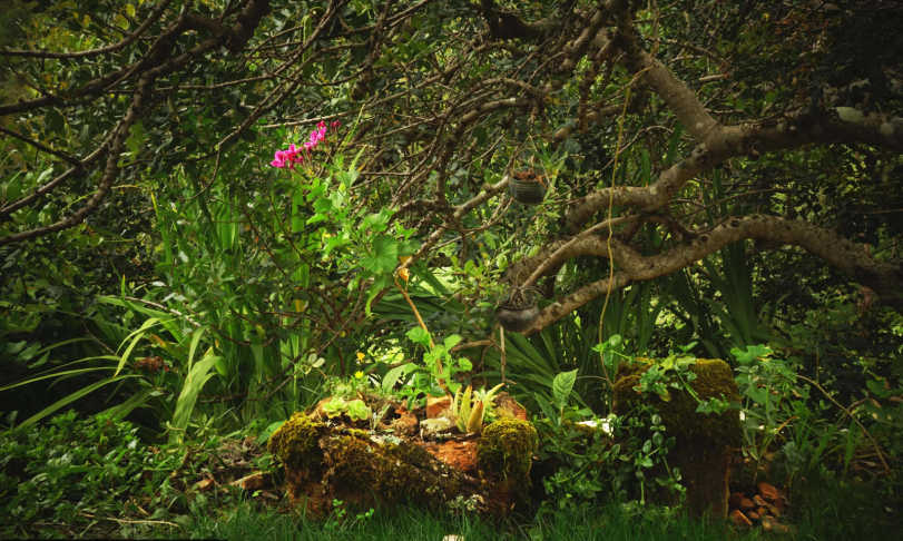  Installation : Adobe wall, plantes, compost, tree, moss, flowers. Portugal. 2015.