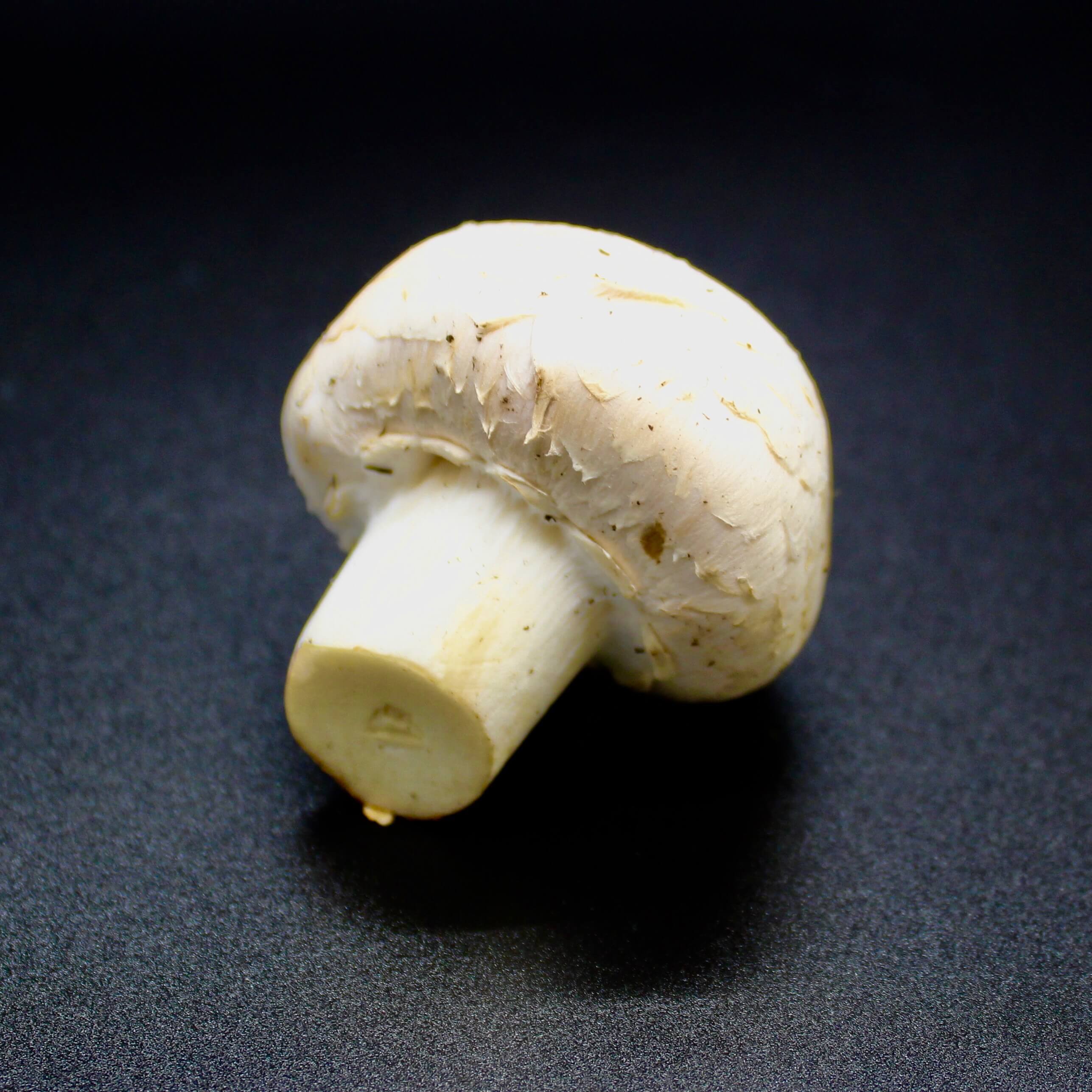 Button Mushroom Button mushroom on a black background
