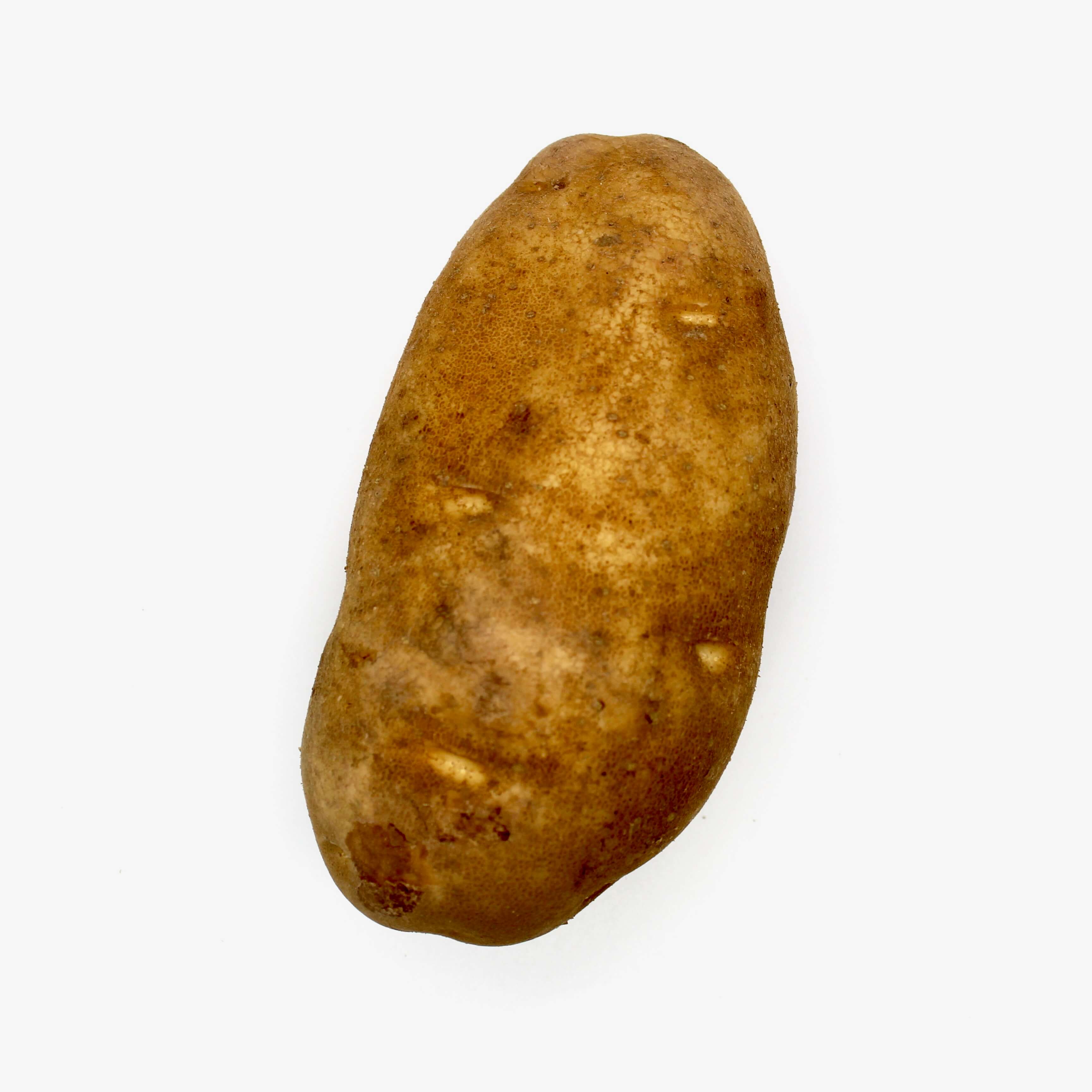 Idaho Russet Potato Russet GPOD potato white background