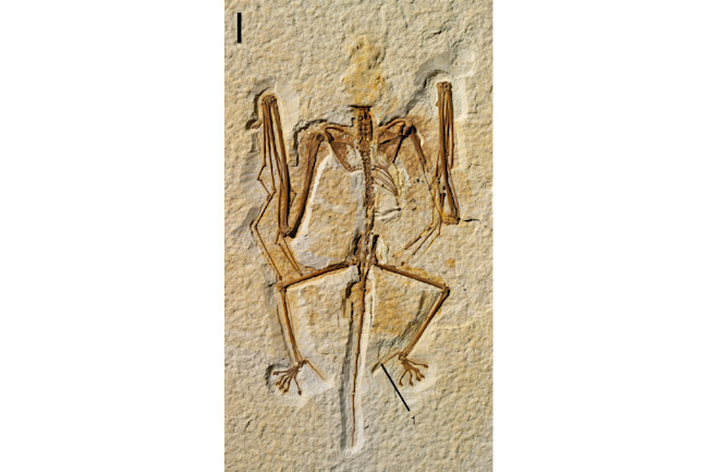 onychonycteris.jpg