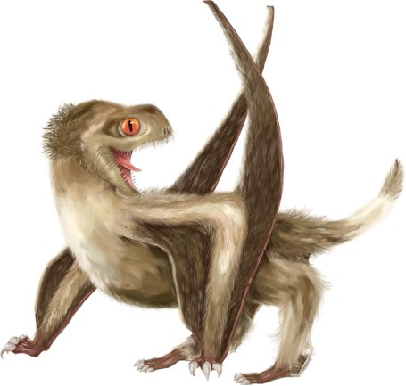 Artist's rendering of a short-tailed pterosaur with feathers