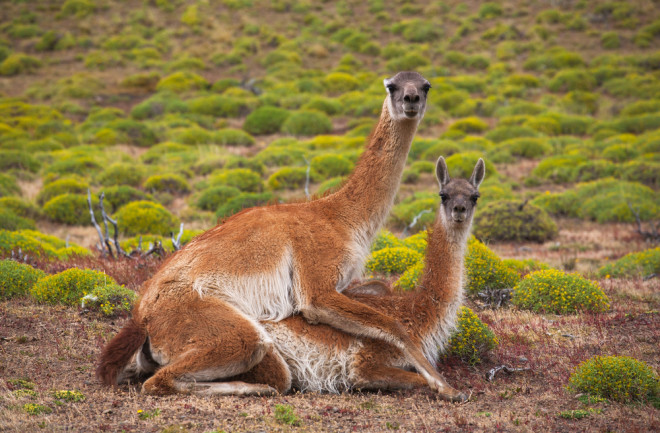 Guanacos in Patagonia, Animal Sex - Shutterstock