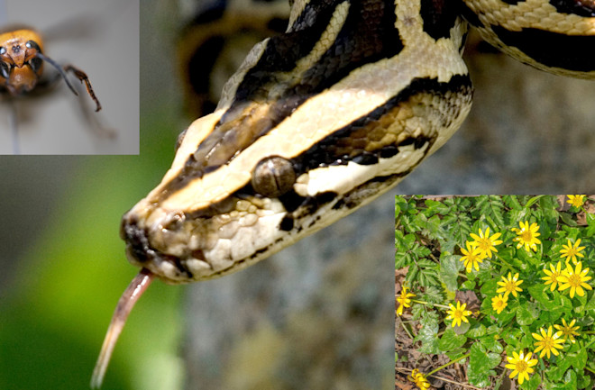 Invasive Species Blog Banner Image