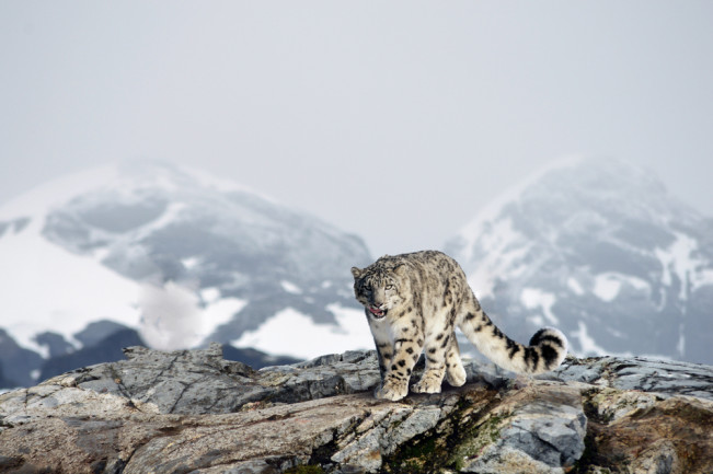 Snow Leopard Mountain