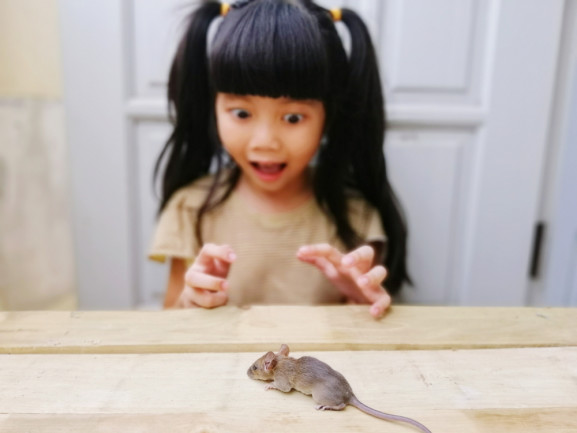 girl-afraid-of-mouse