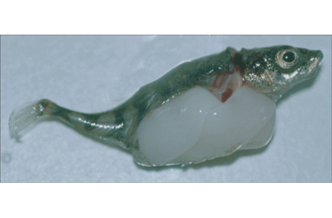 Stickleback_tapeworm.gif