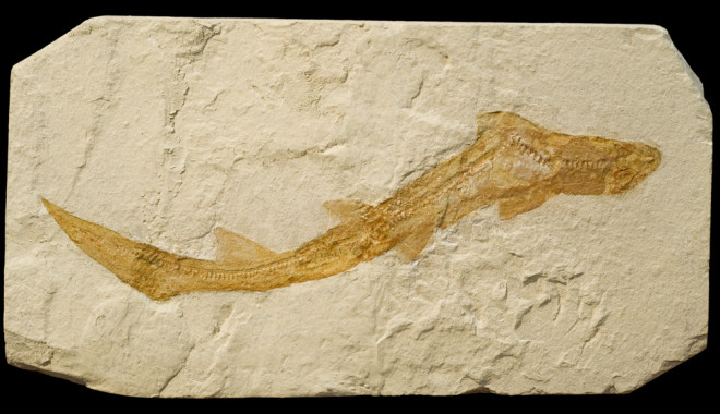 Ancient Shark Fossil 