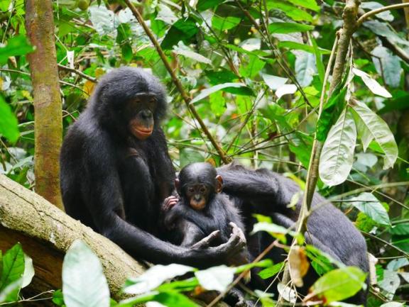 Male bonobos in Kokolopori Bonobo Reserve
