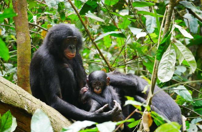 Male bonobos in Kokolopori Bonobo Reserve