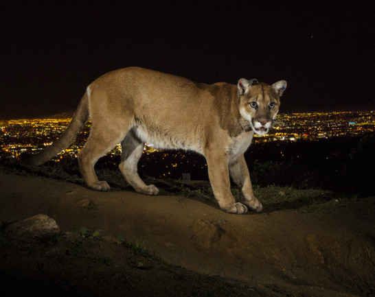Cougar in LA - Winter