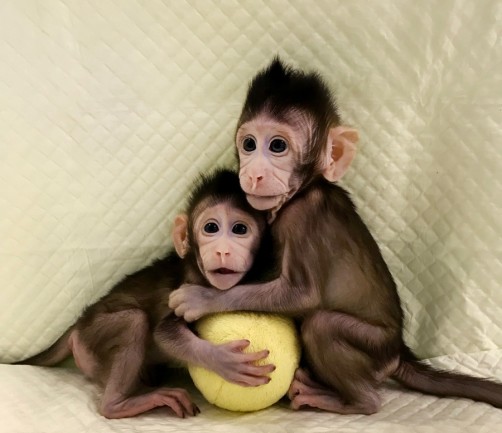 Cloned-Primates