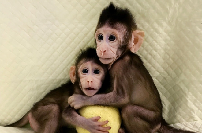 Cloned-Primates