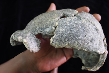 These Skulls From Ancient Humans Might Provide Clues About Early Mating Practices
