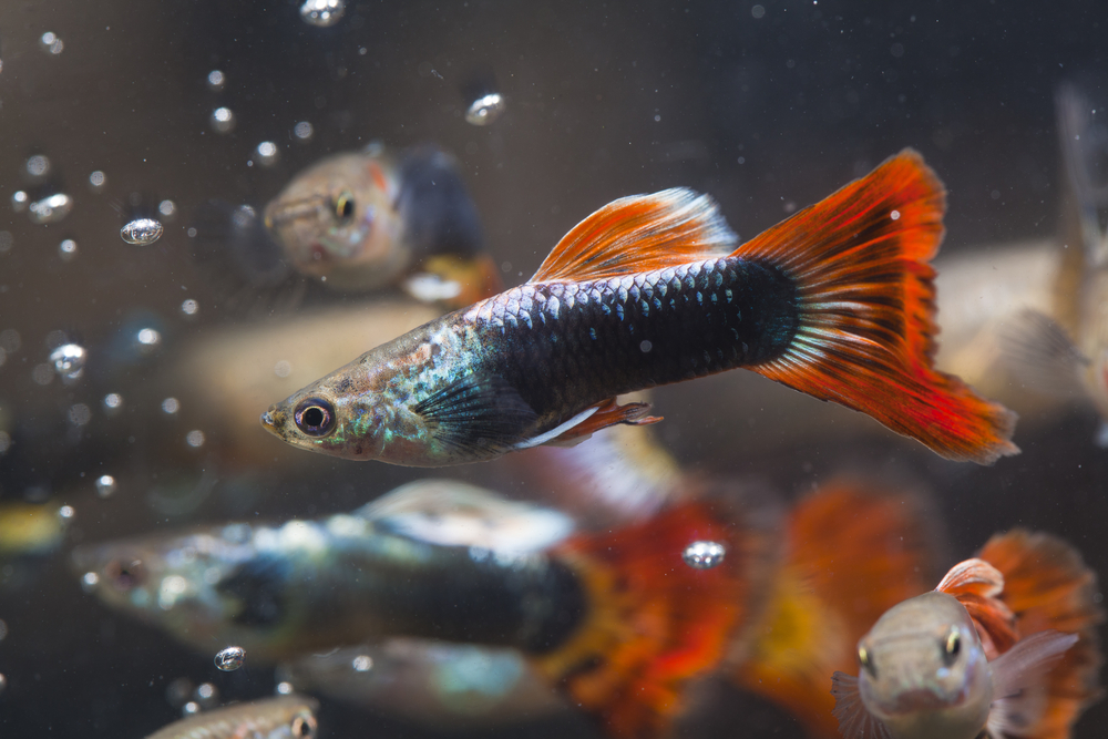 Guppies Sacrifice Looks When Predators Are Around Discover Magazine