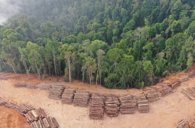 malaysia rainforest logging deforestation ecosystem - shutterstock