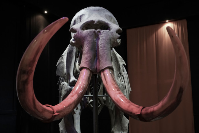 The skeleton of a mammoth on a dark background