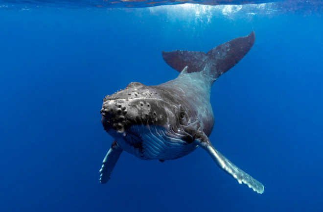 humpback whale under water