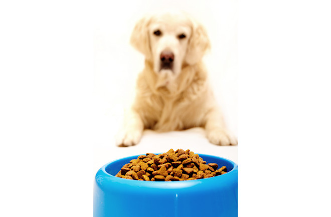 dog-food.jpg