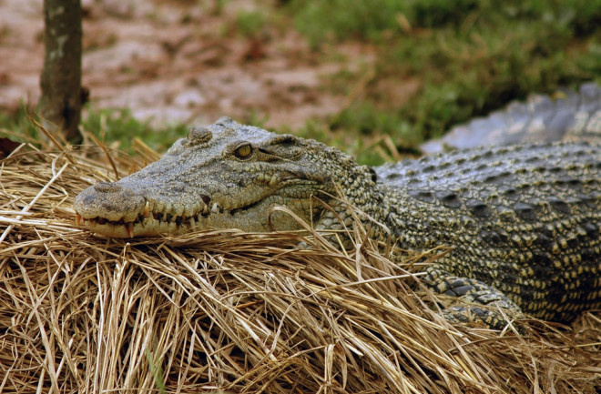 Female crocodile gives birth