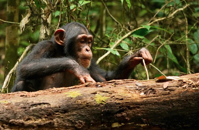 Chimp using a stick tool