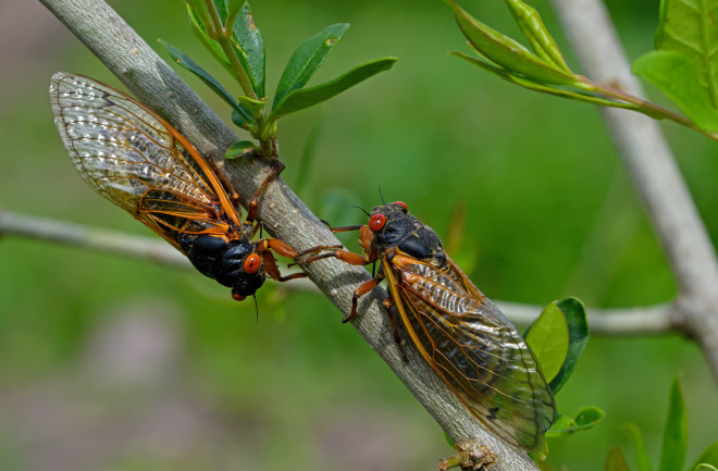 17 year cicadas