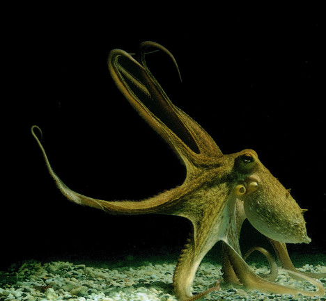 Octopus - Hochner