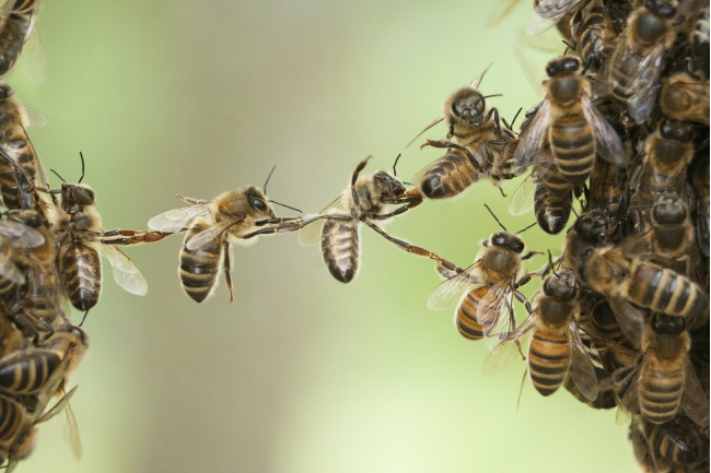 Bees group intelligence