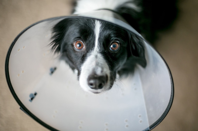 border collie wearing cone of shame