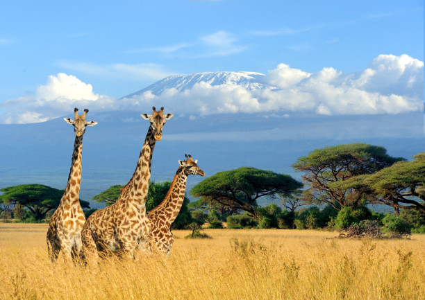 three-giraffes-in-savannah-mount-kilimajaro