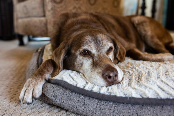 Dogs Die Too Soon, but a Possible Drug Could Fix That