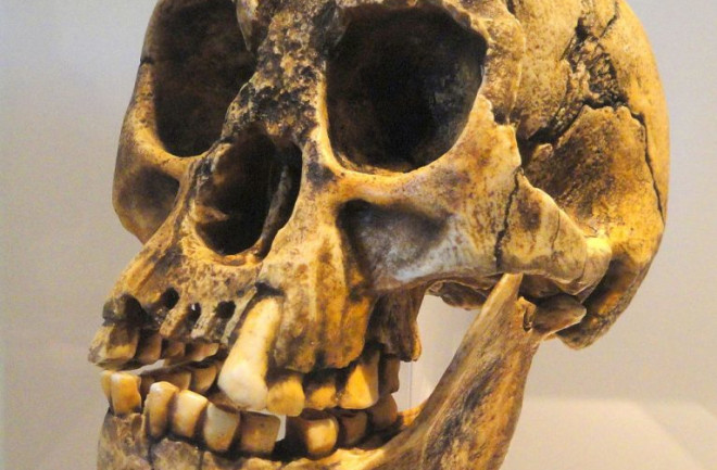 Homo floresiensis Skull - Wikimedia Commons