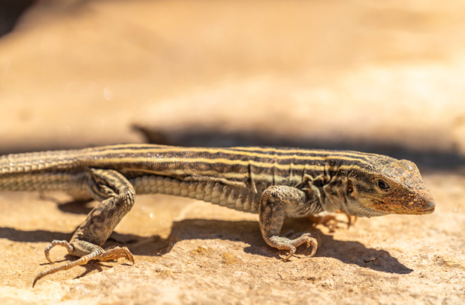 USA, New Mexico. Whiptail lizard on rock.