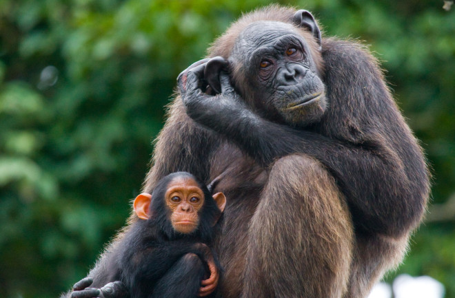 Female chimpanzee and baby