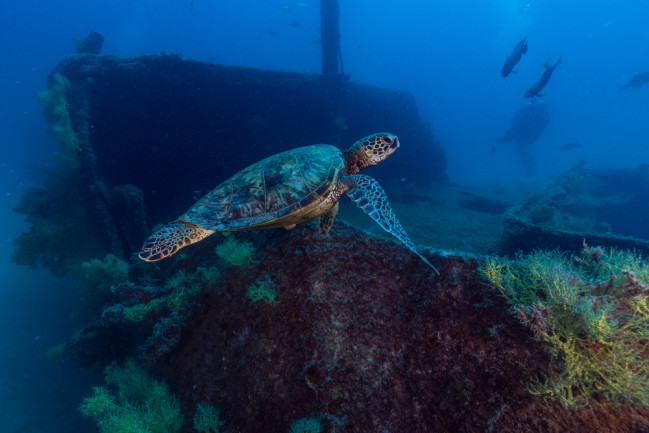 Sea turtle shipwreck