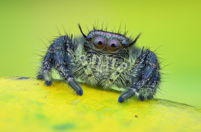 A cute, colorful jumping spider sits on a leaf