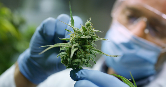Scientist cannabis marijuana - Shutterstock