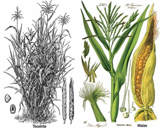corn maize and teosinte