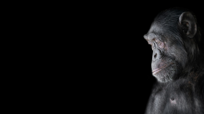 Chimpanzee - Shutterstock