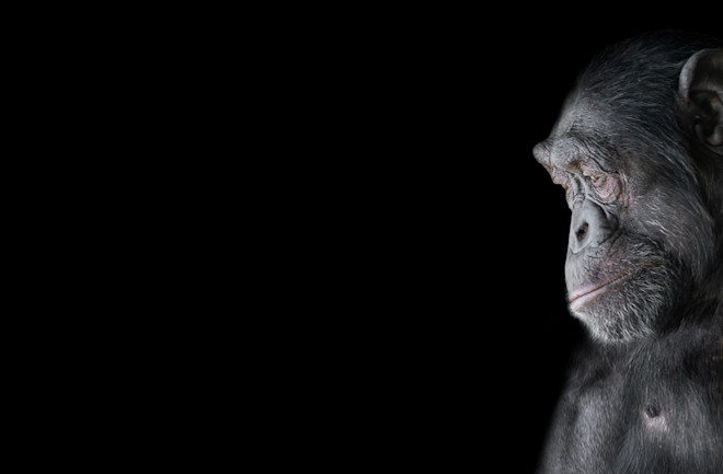 Chimpanzee - Shutterstock