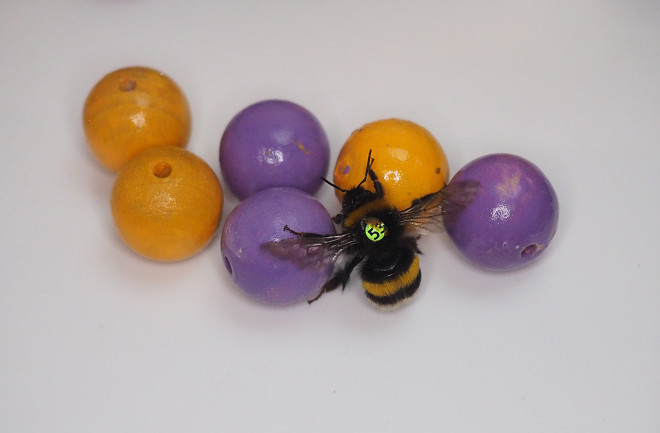 Bumble Bee Play Picture