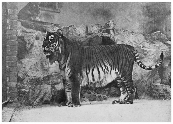 An antique black and white photograph of the extinct Caspian tiger that lived in Central Aisa, measuring about 10 feet and 530 pounds.