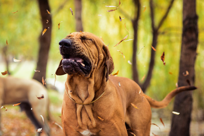 Sneezing dog - Shutterstock
