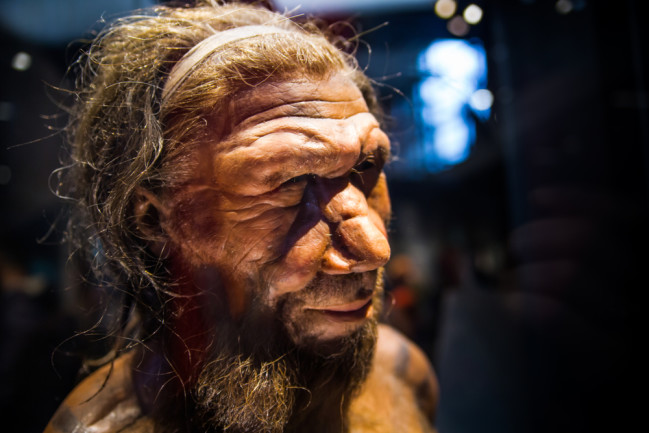 Neanderthal model at the Natural History Museum London