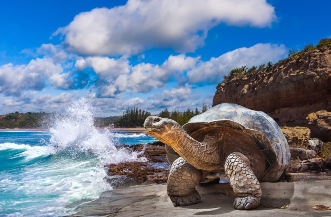 Galapagos Islands. Galapagos tortoise