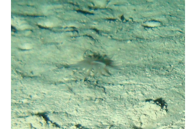 Iosactis-feeding2.jpeg