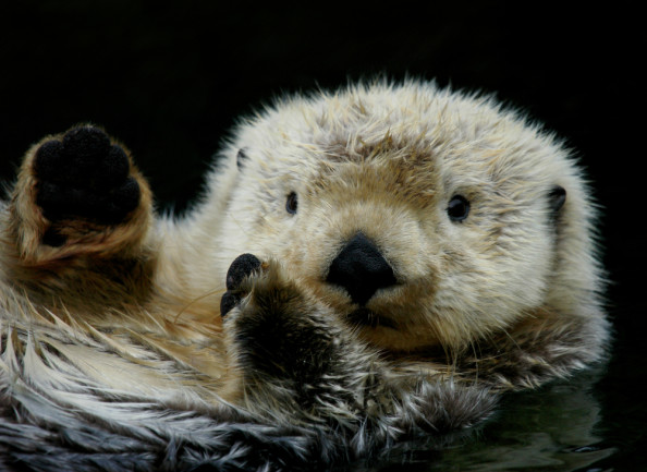 sea otter closeup - shutterstock
