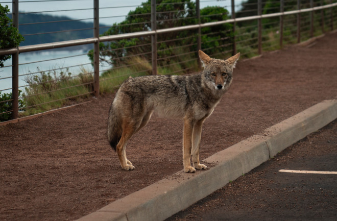 coyote in city parking lot