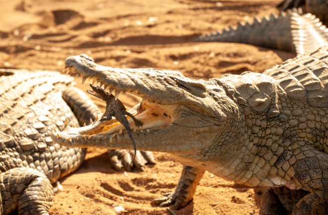 crocodile mother Nile hatched baby