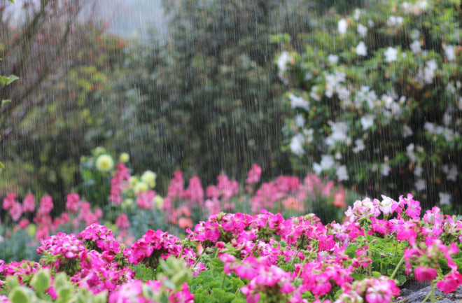 Rain garden